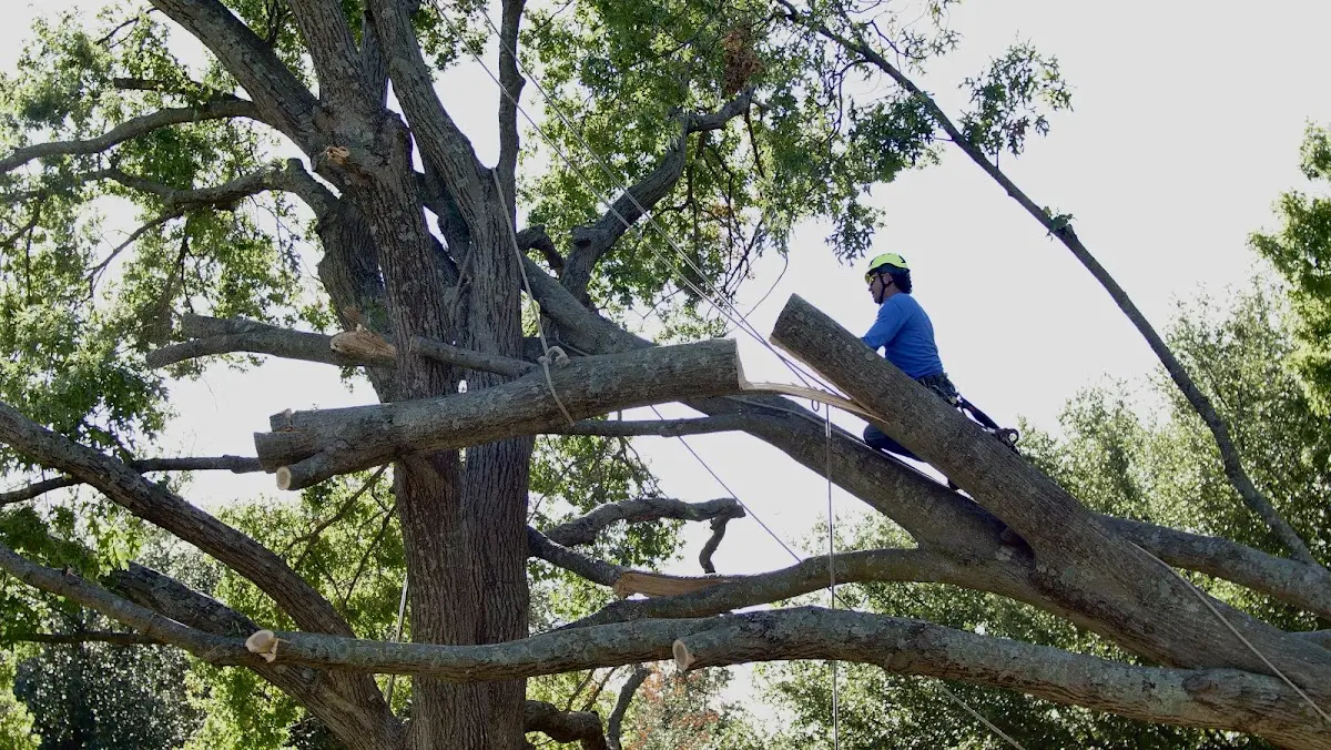 Professional Crown Thinning performed by certified arborists in Trinity