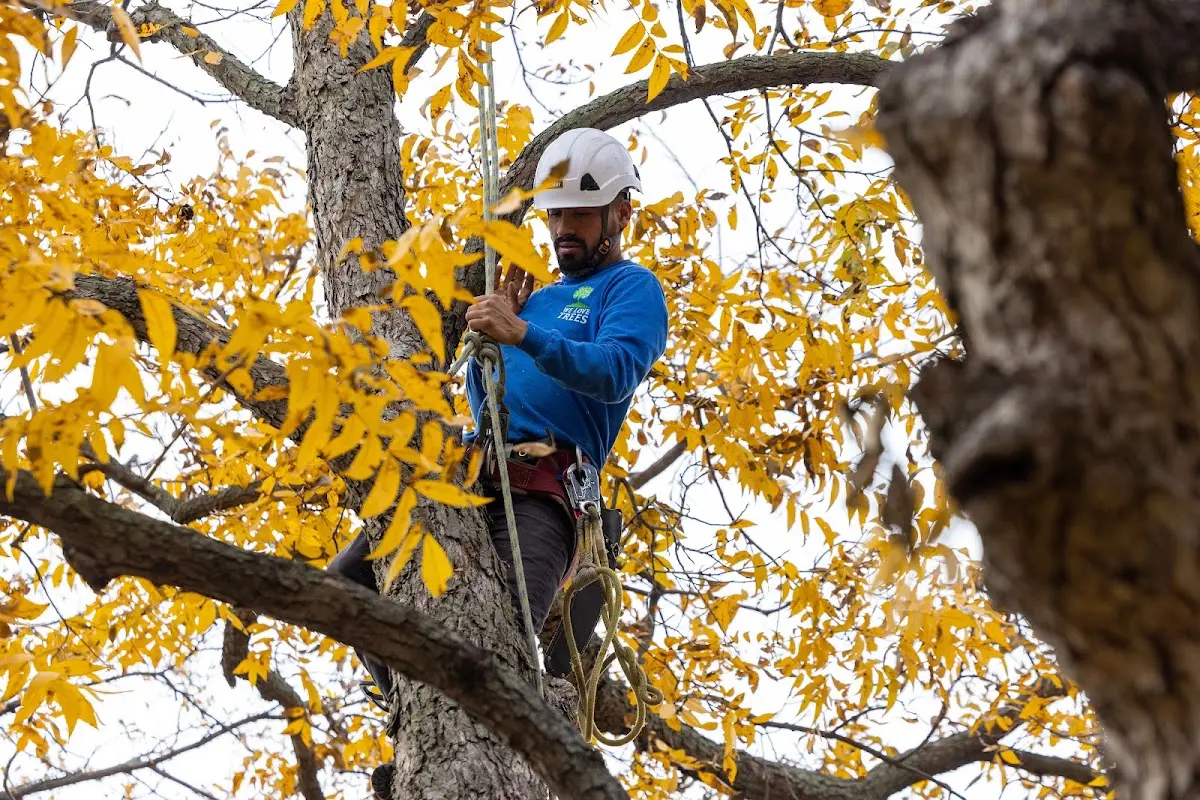 Skilled Storm Damage Cleanup crew working in Trinity