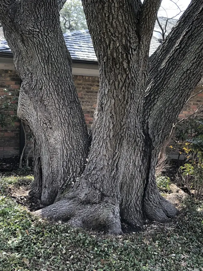 Mature heritage tree close to a Trinity property cared for by certified arborists