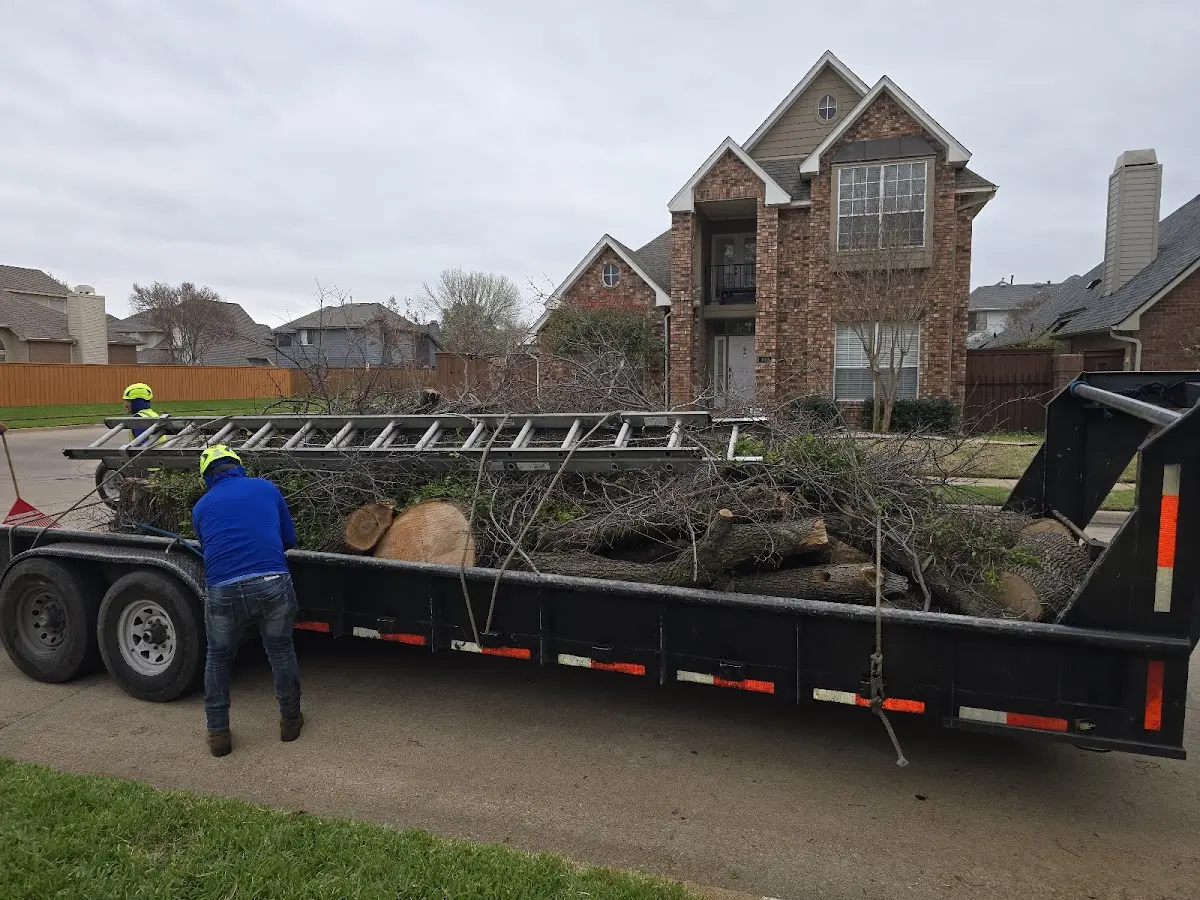 Expert Tree Removal with proper safety equipment in Trinity